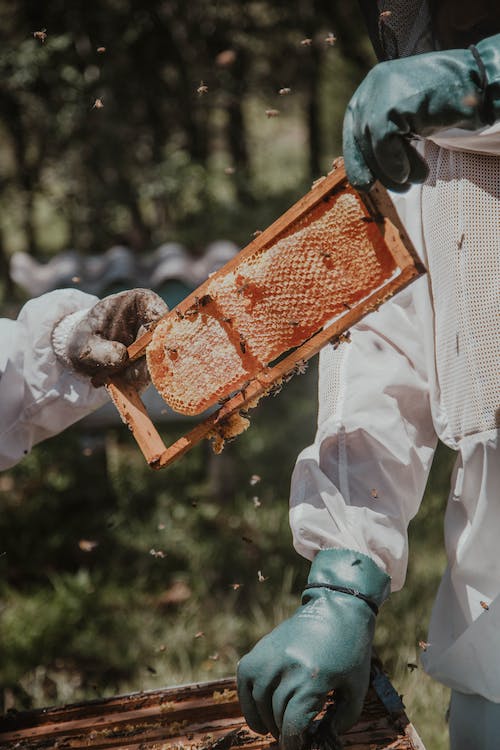 Our GOOD Immunity - Organic Mānuka Honey